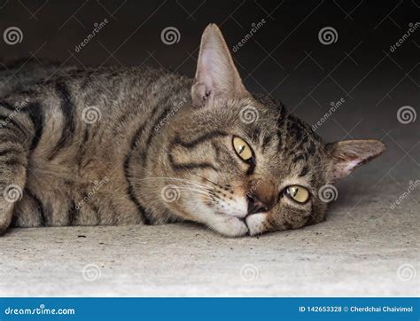 Close Up Tabby Cat Lies Down And Looking At The Camera Stock Photo