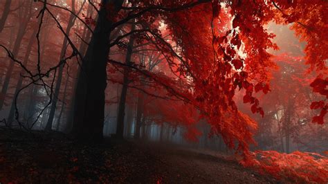 Red Nature Wallpaper 68 Pictures