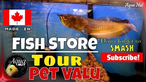 The pet lodge has stock for 99% of enquiries, including aquariums, food and filtration for fish as well as over 100 species of fish including cold water, tropical and marine. Local Aquarium Fish Tank Shop Store Walk Through Tour of ...