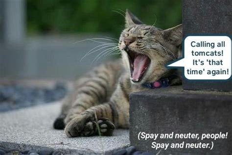 Spay And Neuter Funny Animals With Captions Silly Cats Funny Animals