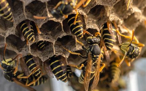 Wasp Nest With Its Dangerous Inhabitants Wasps Macro Photography Stock