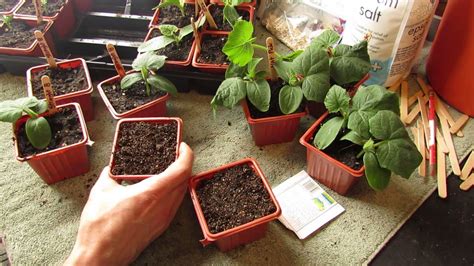 How to grow cucumbers from seed. How and When to Seed Start Cucumbers Indoors: Warm Weather ...