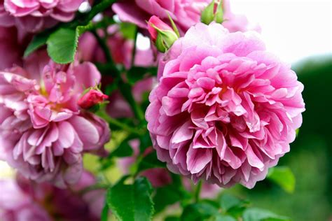 The 10 Most Fragrant Flowers To Plant In Your Garden In
