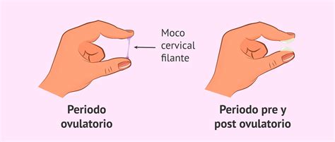 Cambios Del Moco Cervical Durante El Ciclo Menstrual