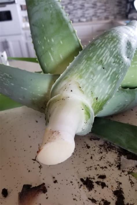 Steps To Save Aloe Vera From Root Rot Garden For Indoor