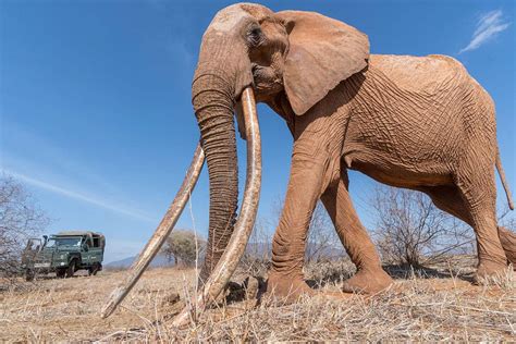 🔥 Rare African Elephant Known As A Big Tusker Spotted In Kenya