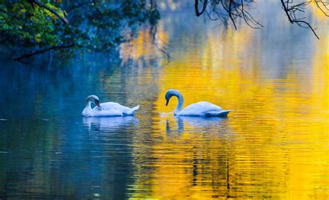 Swans In Autumn Swans In Autumn Fotografia Instructivo Videos