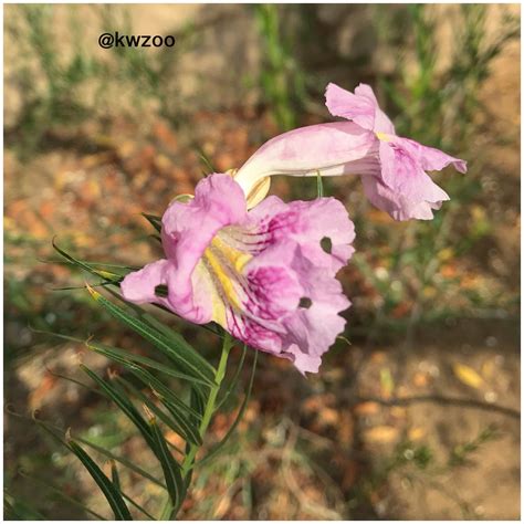 Petunias are annual flowers that blossom in the spring until the first frost in the fall. desert willow tree @kuwaitzoo | Desert willow tree, Purple ...
