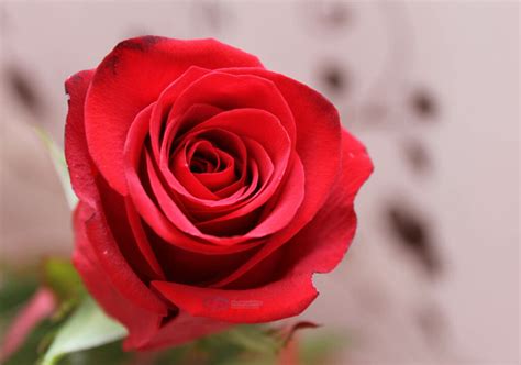 Download Koleksi 400 Gambar Bunga Mawar Yang Indah Dan Cantik