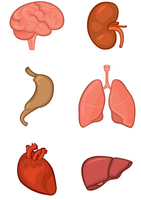 Millions customers found female body cartoon templates &image for graphic design on pikbest. Stomach clipart body part, Stomach body part Transparent ...