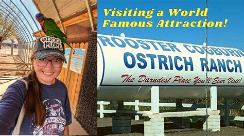 Visiting The World Famous Rooster Cogburn Ostrich Ranch In Arizona