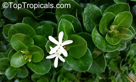Maybe you would like to learn more about one of these? Carissa macrocarpa, Carissa grandiflora, Natal Plum ...