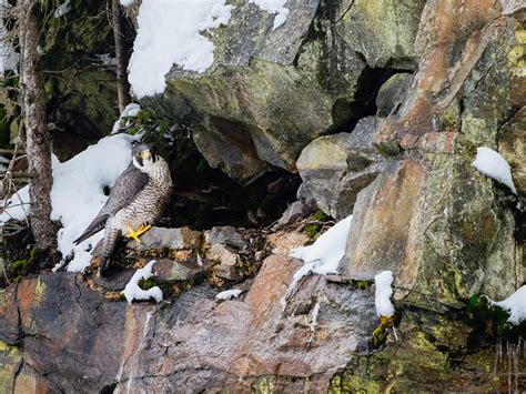 Peregrine Falcon Nesting A Complete Guide Unianimal