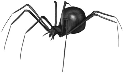 Black Widow Spiders Png Images Hd Png Play