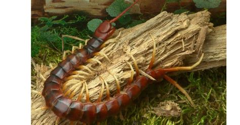 The 10 Biggest Centipedes In The World A Z Animals