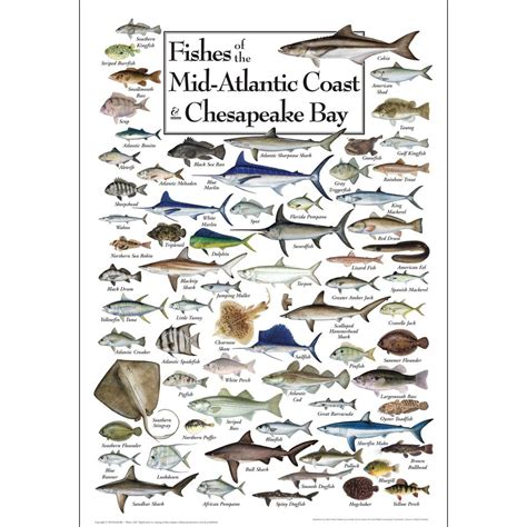 Prices May Vary This Stunning Poster Includes 89 Fish Species Both