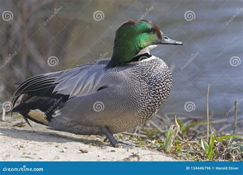 A Relaxed Male Falcated Teal Anas Falcata Stock Photo Image Of Birds