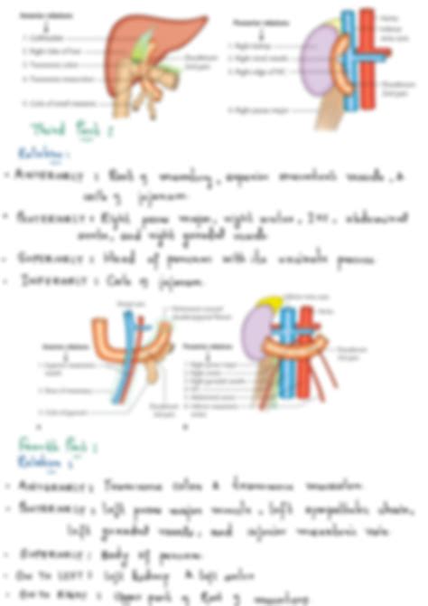 SOLUTION: Abdominal organ duodenum - Studypool