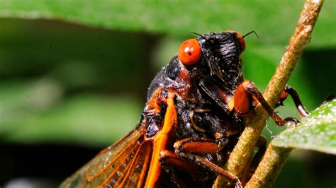 Cicadas To Reemerge In Us For First Time In 17 Years