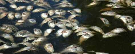 Dead Sea Fish Species