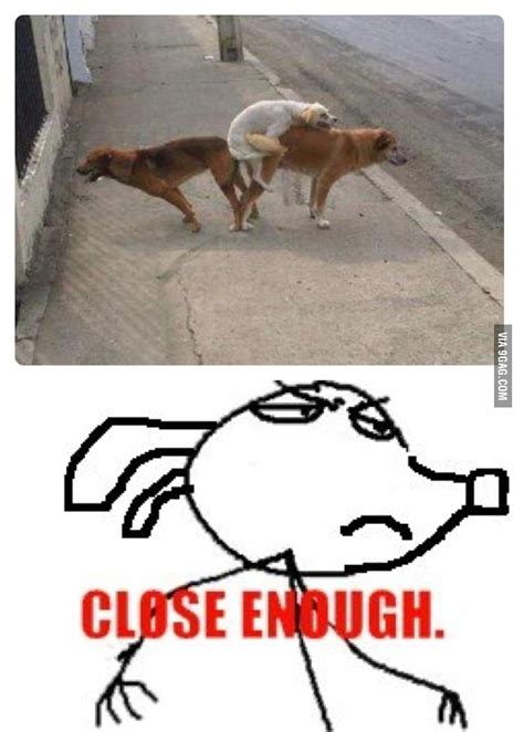 Awesome Dog Threesome Is Awesome 9gag