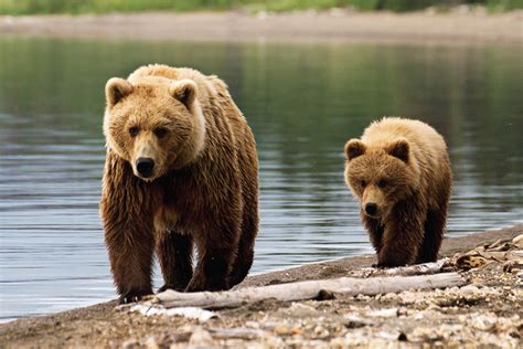 Grizzly Bear Management Program Goabc Guide Outfitters Association Of