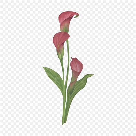 Calla Lily Flower Vector Hd Images Watercolor Red Calla Lily Flower