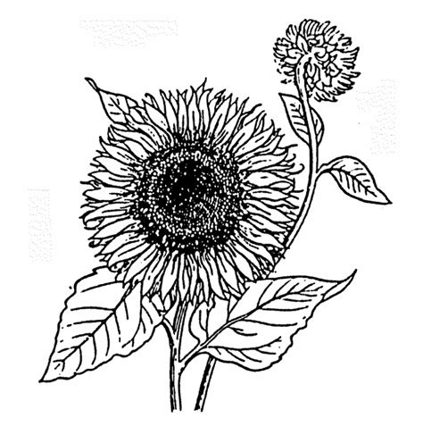 Gambar Sketsa Bunga Matahari Bunga Cantik Dengan Warna Menarik