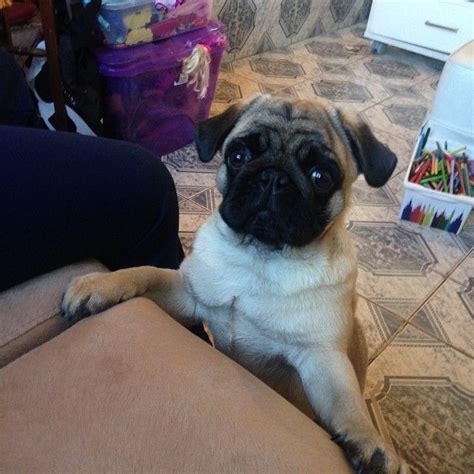 Cutepugpics Puggies Just Going To Chill Here Until You Drop Some Food