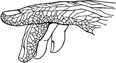 Lymphatic Vessels In The Fingers Clipart Etc