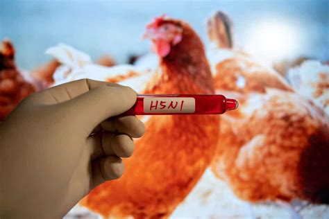 Bird Flu Detected In Antarctica Region For First Time The Citizen