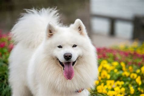 The 20 Cutest Dog Breeds According To Science