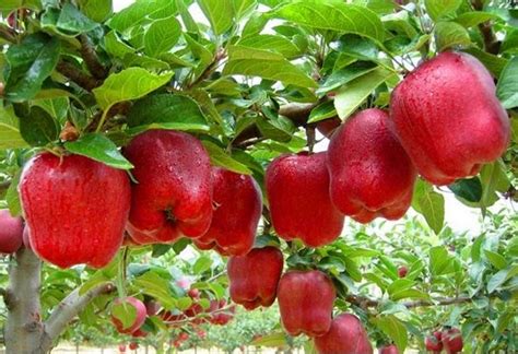 Gambar sketsa buah apel berwarna. Gambar Buah Pohon Apel - Koleksi Gambar HD