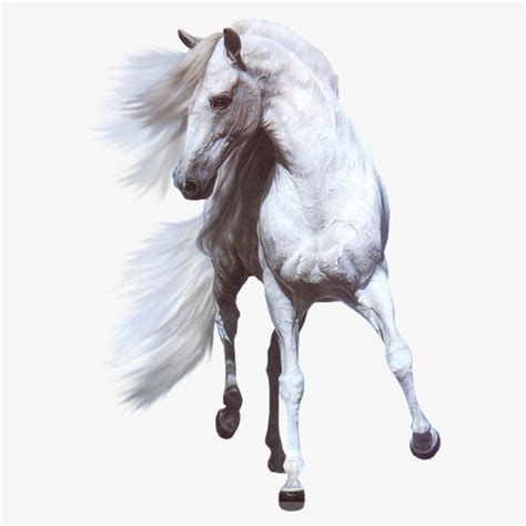 أداة تعديل الصور مجاناً أونلاين. أحدث صور الخيول بيضاء وسوداء 2018 - ويكي بنات