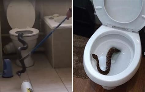 5 Terrifying Stories Of Snakes Showing Up In Peoples Toilets Mens