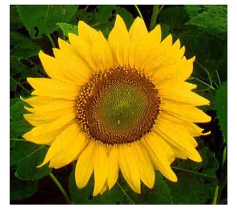 Check spelling or type a new query. How To Plant Sunflower In The Philippines | Best Flower Site