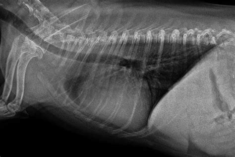 See more of fibrosis pulmonar del litoral on facebook. Mejores 10 imágenes de Radiología torácica en Pinterest | Enfermedades del corazón, Gato y ...