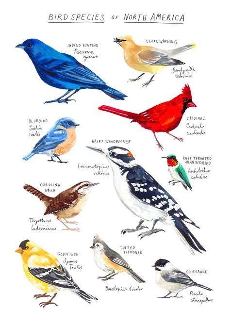 North American Birds Species Poster A3 Size Etsy In 2020 Bird