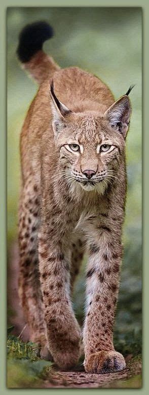 Eurasian Lynx Lynx Lynx Is A Medium Sized Cat Native To European And