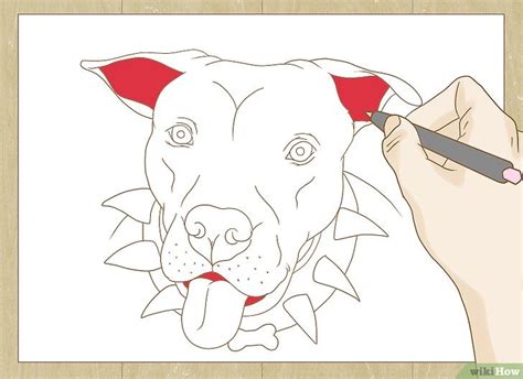 Cómo dibujar un pitbull con imágenes wikiHow
