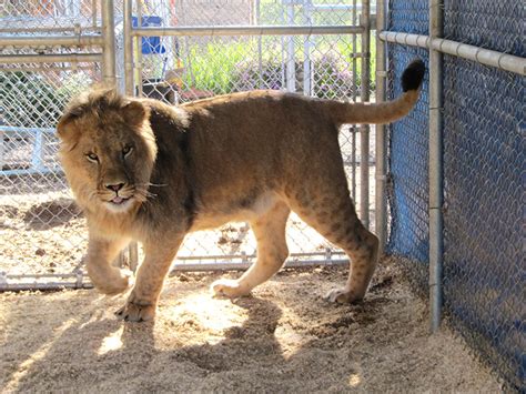 Lions — Barry R Kirshner Wildlife Sanctuary