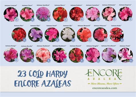 Encore Azalea Color Chart