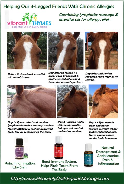 Pin On Horses And Wellness