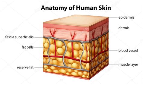 Human Skin Anatomy — Stock Vector © Blueringmedia 26395589
