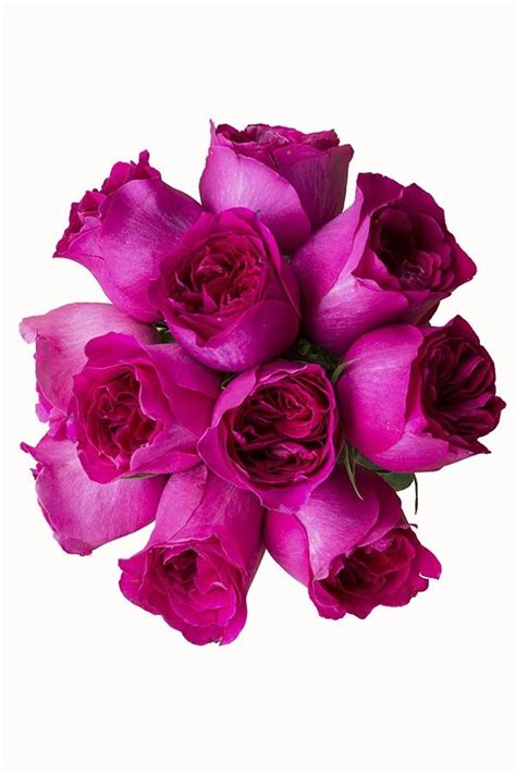 Kte Is A Hot Pink English Rose This Exclusive Davis Austin Fragrant