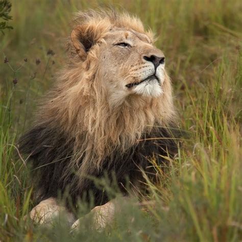 Is South Africa Seeking To Downlist Lions In Order To Trade Lion Bones