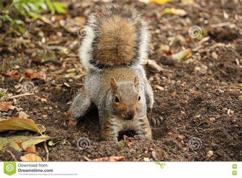 World's largest selection · low prices on ebay · returns made easy Green Accorns In Oak Tree Automn Royalty-Free Stock Photo ...