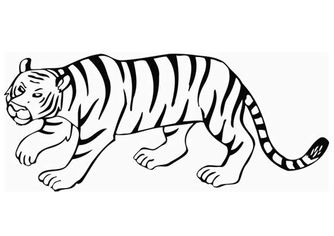 Coloriage Le Tigre Coloriages Gratuits Imprimer Dessin