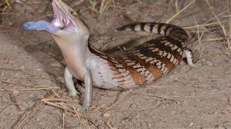 Why Northern Bluetongue Skinks Have Ultraviolet Tongues