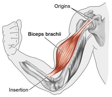 The triceps provides the important action of straightening our elbow, allowing us to push up out of a chair. Learn muscle names and how to memorize them | Weight Training Guide